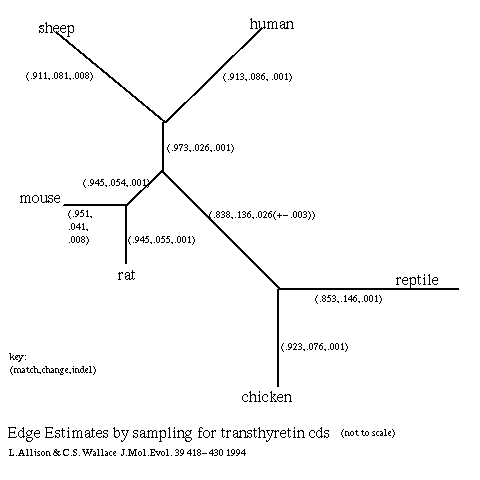 Phylogenetic tree, for transthyretin, branch edge estimates by Bayesian sampling ~ MCMC